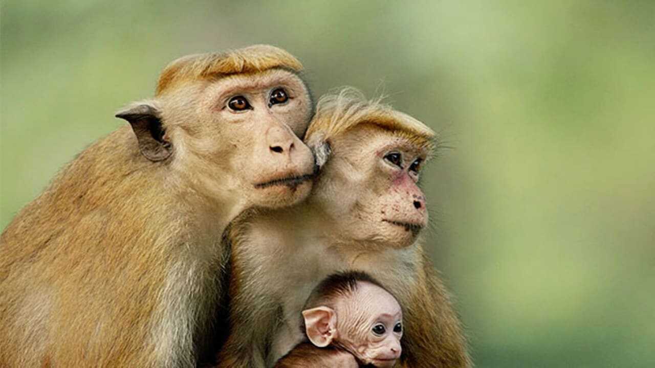 Monkey Kingdom 0