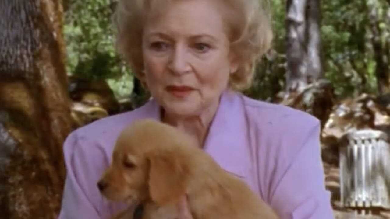 The Retrievers 0