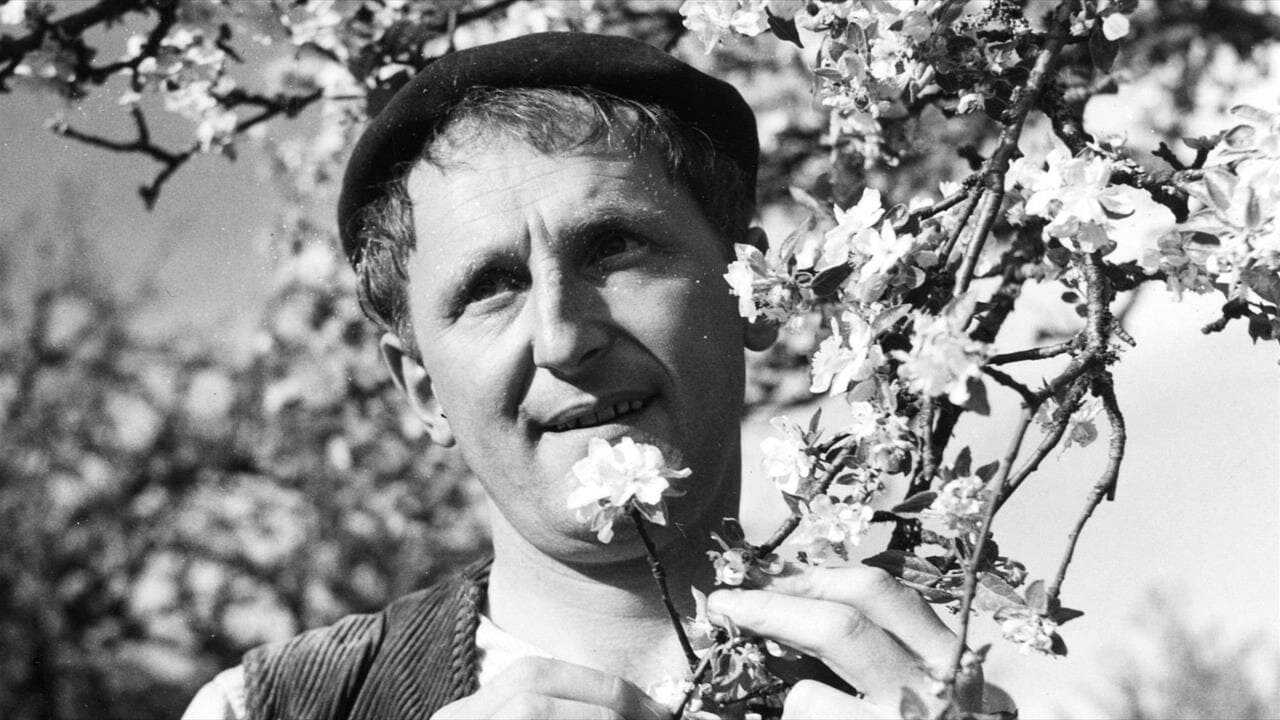 Le rosier de madame Husson 0