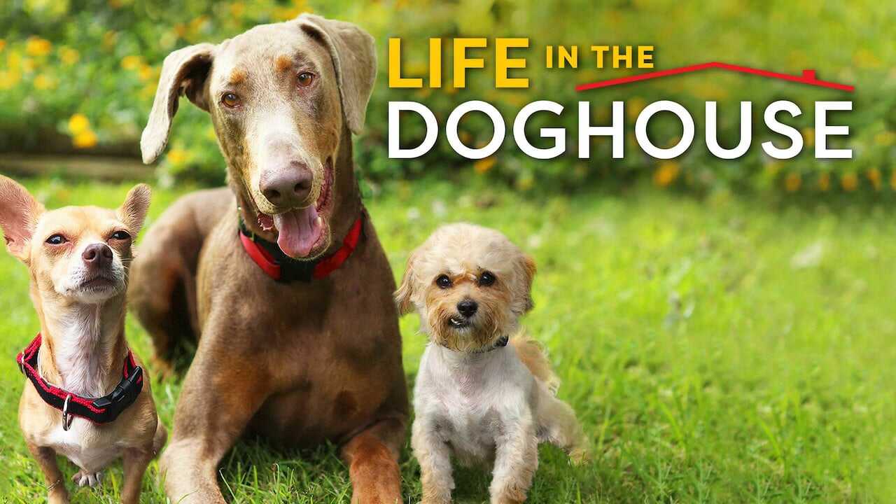 Life in the Doghouse 0