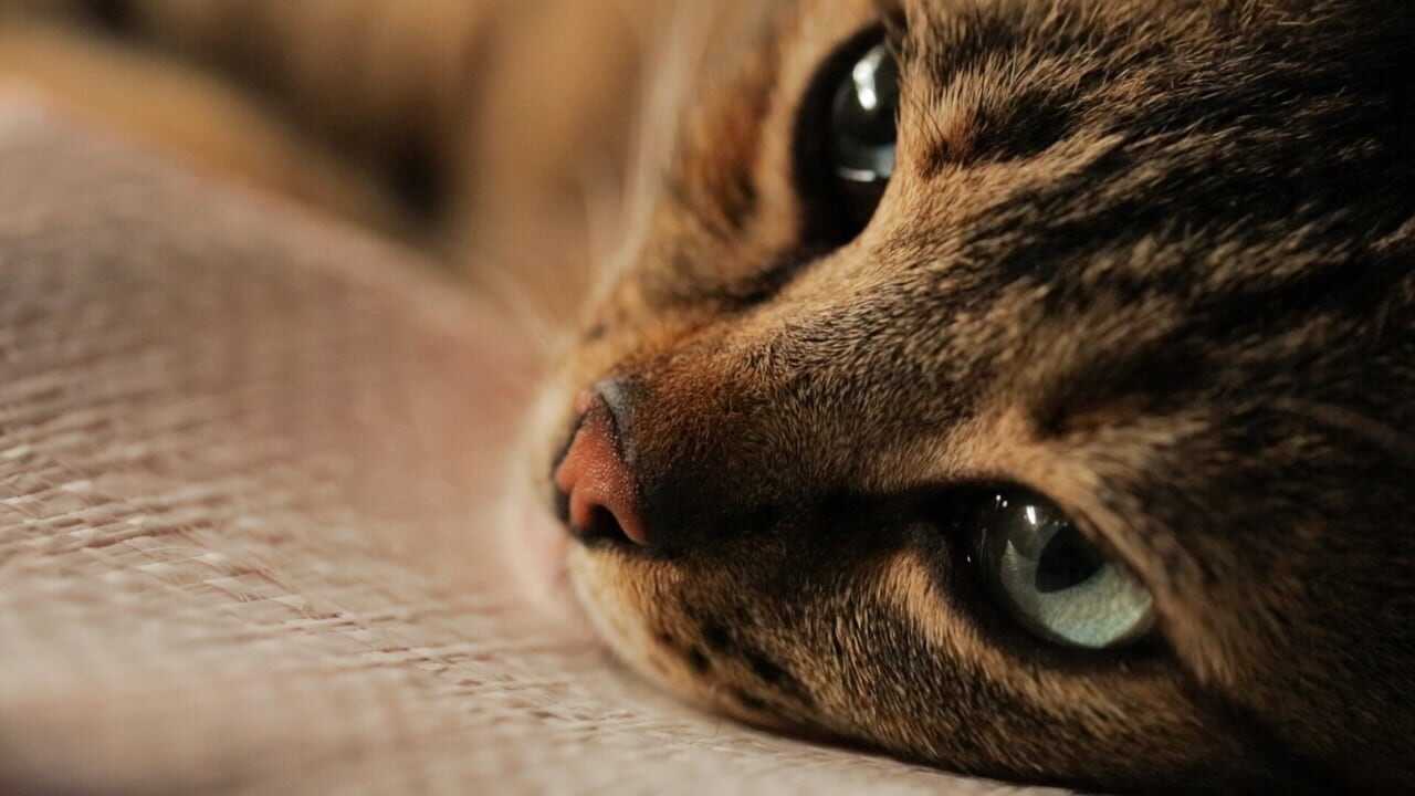 Kedi 0