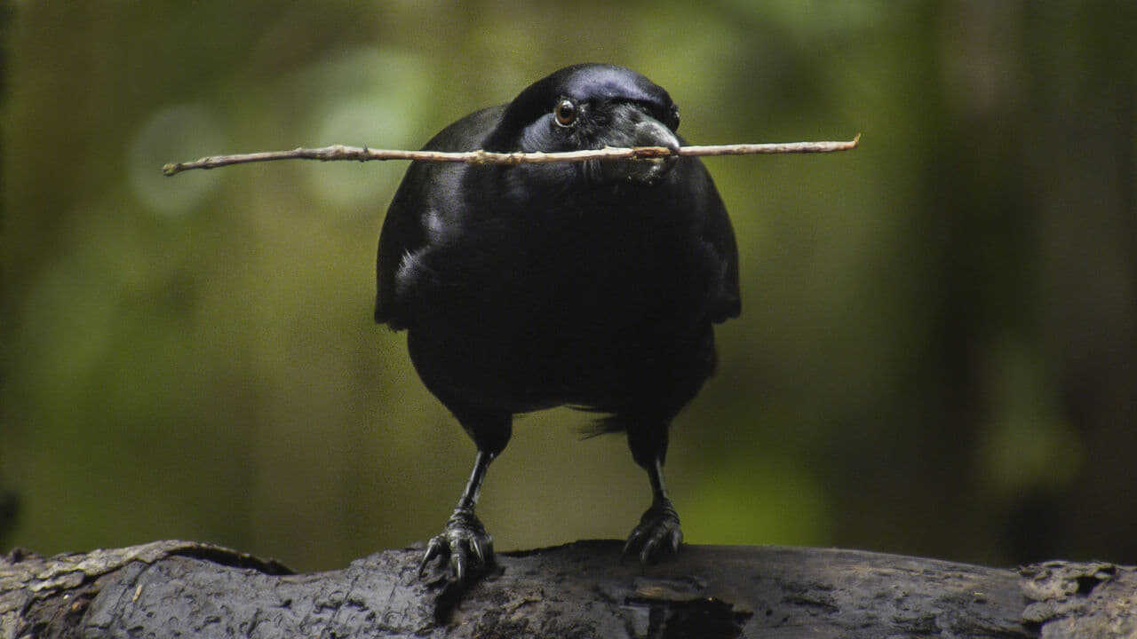Beak & Brain 0