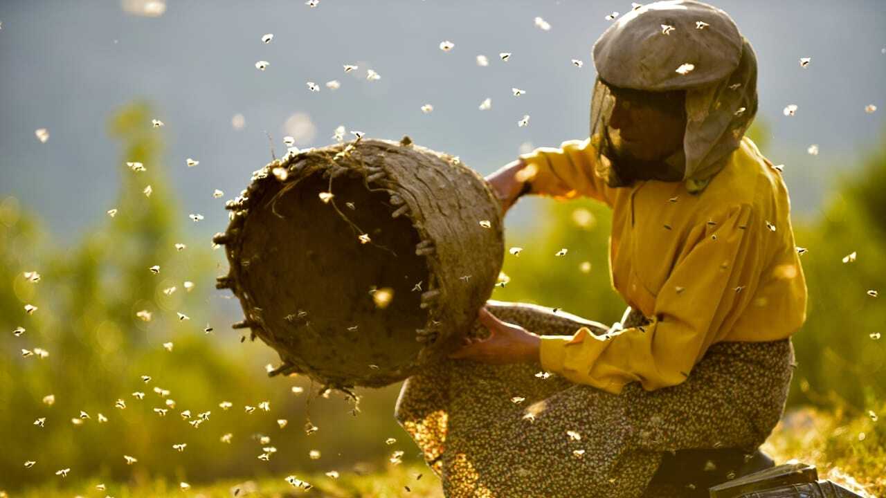 Honeyland 0