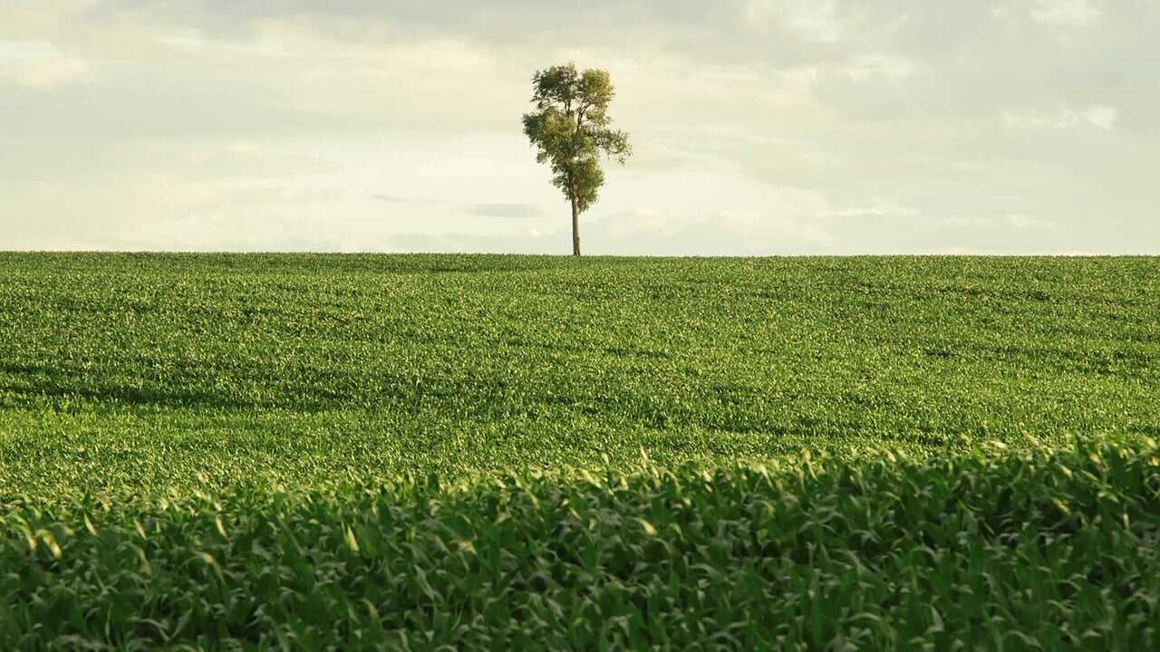 In Pursuit of Silence 0