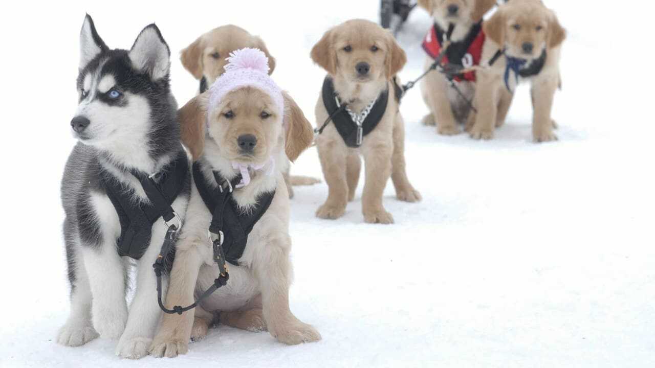 Snow Buddies 0