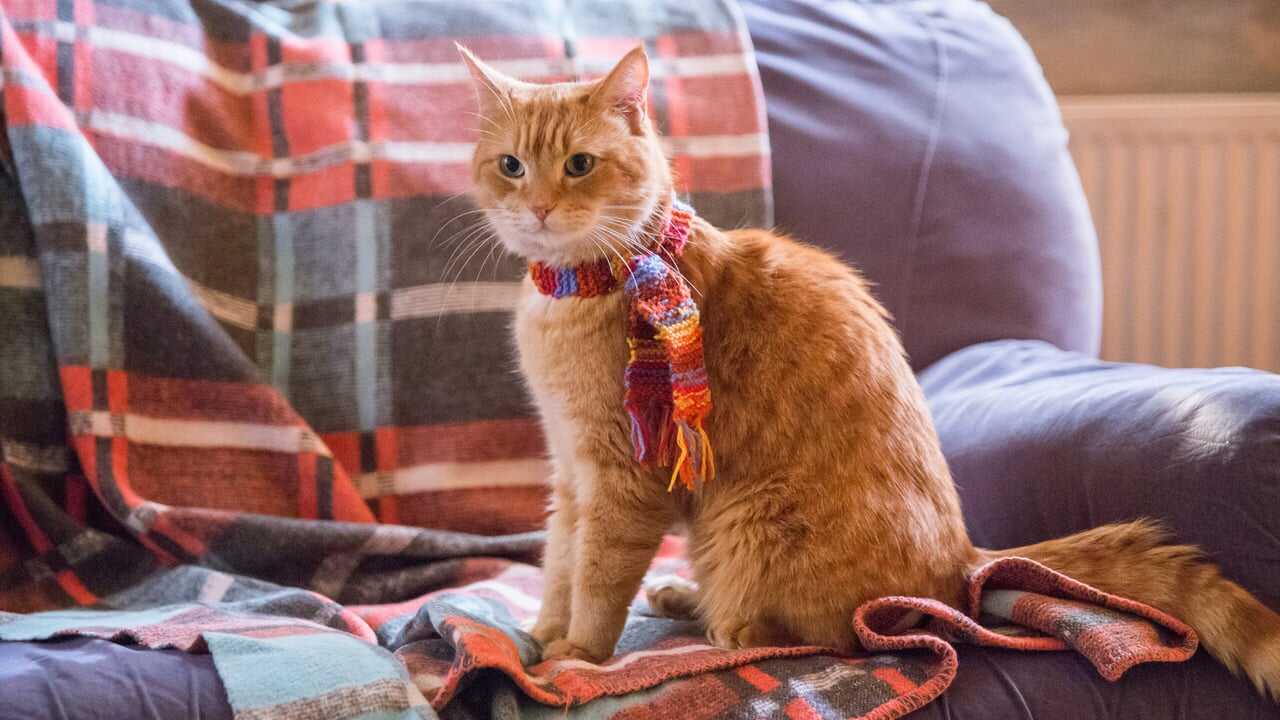 A Street Cat Named Bob 0