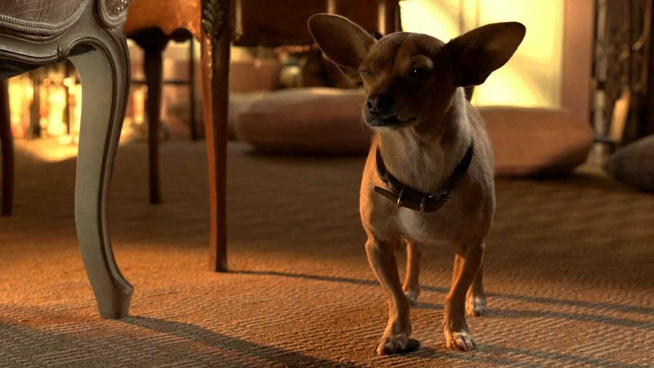 Beverly Hills Chihuahua 3 - Viva La Fiesta! 0