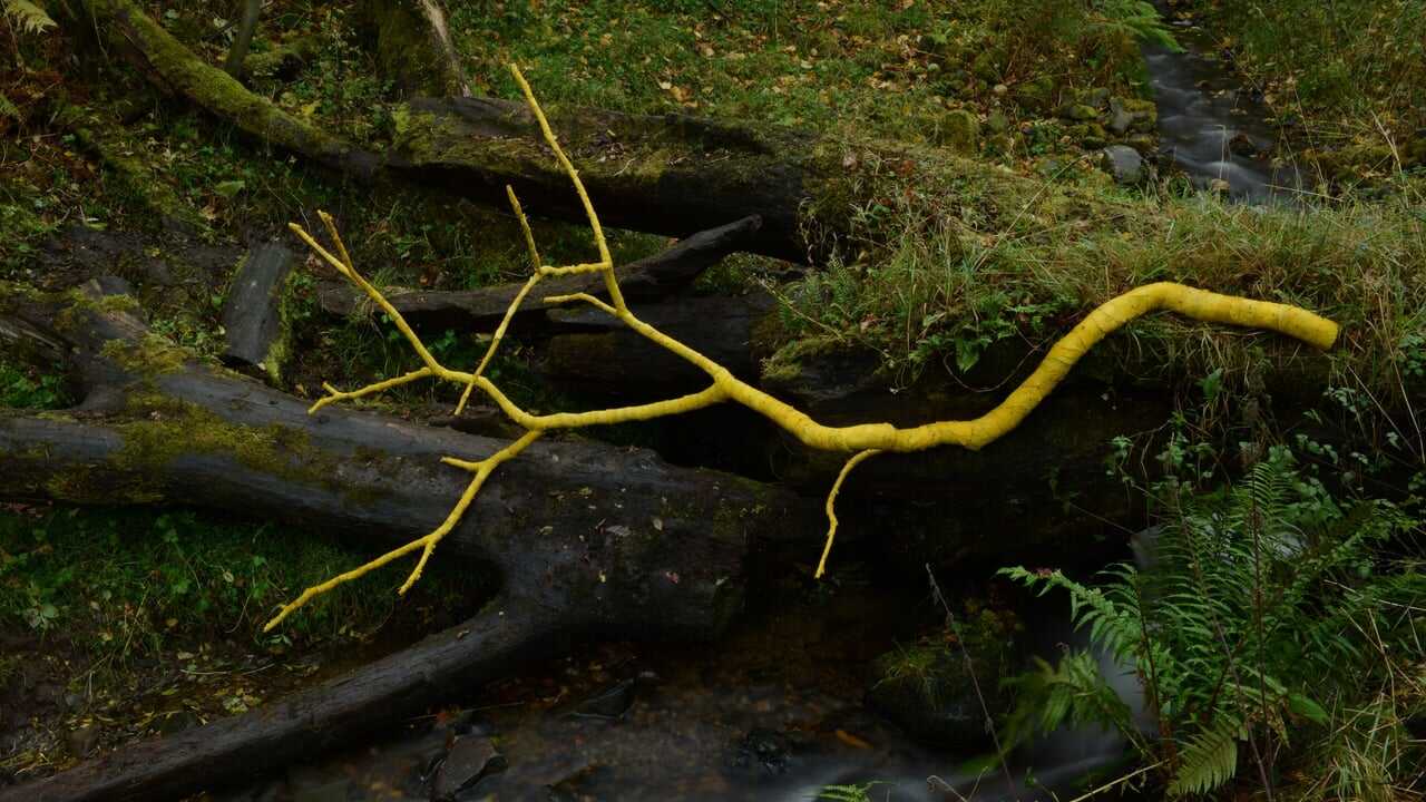 Leaning Into the Wind: Andy Goldsworthy 0