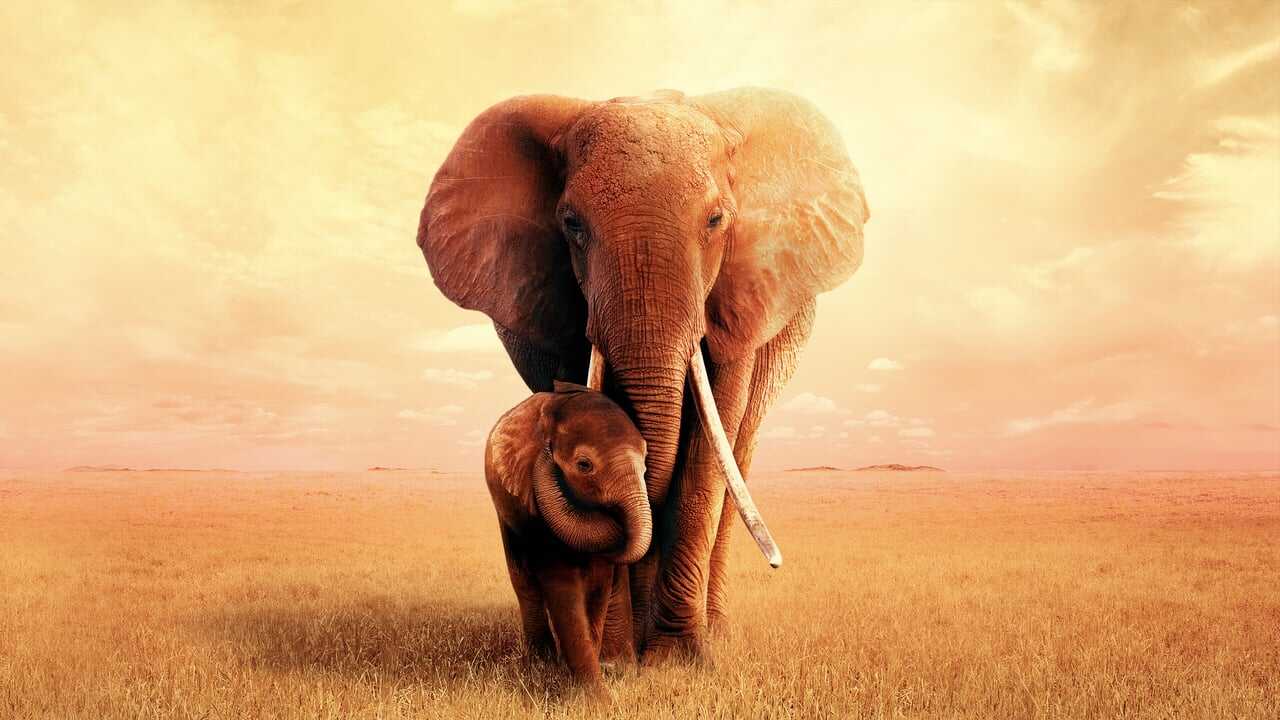 The Elephant Queen 0