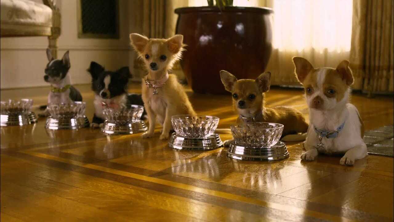 Beverly Hills Chihuahua 2 0
