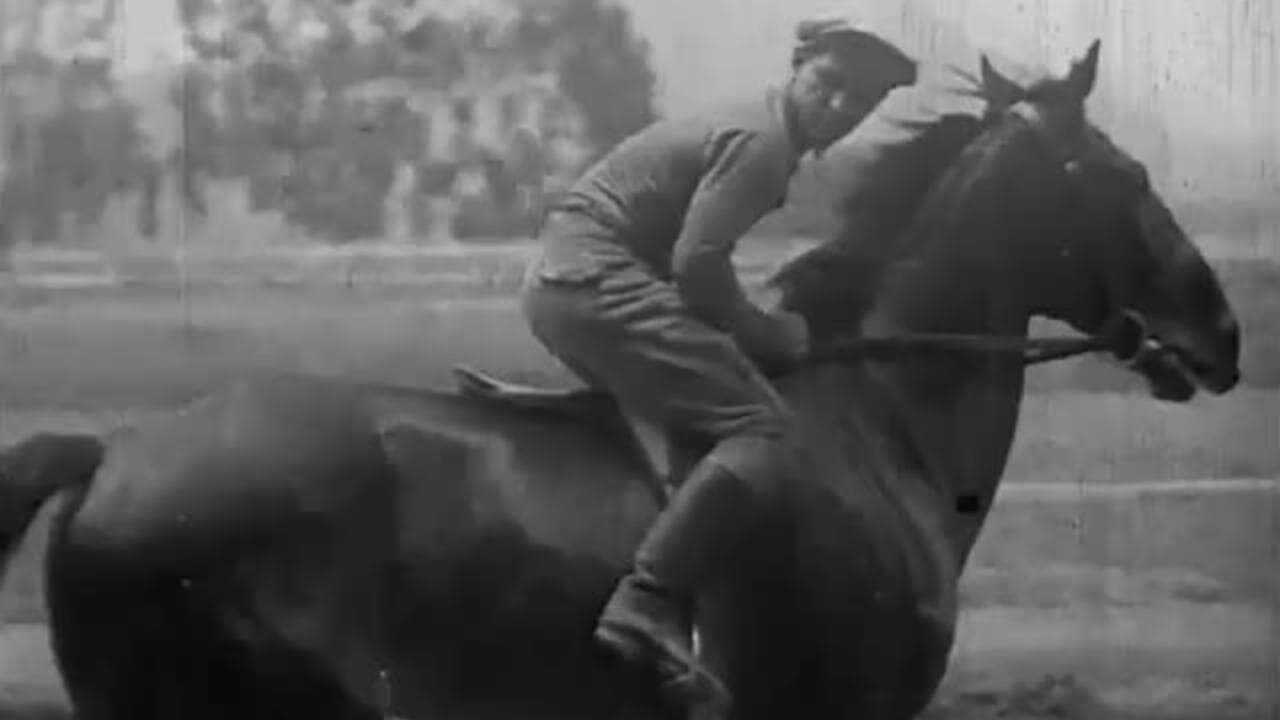 The Thoroughbred 0