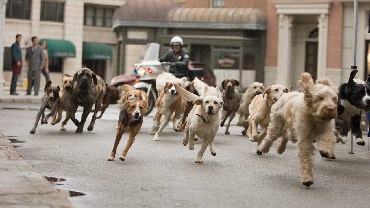 Hotel for Dogs 0