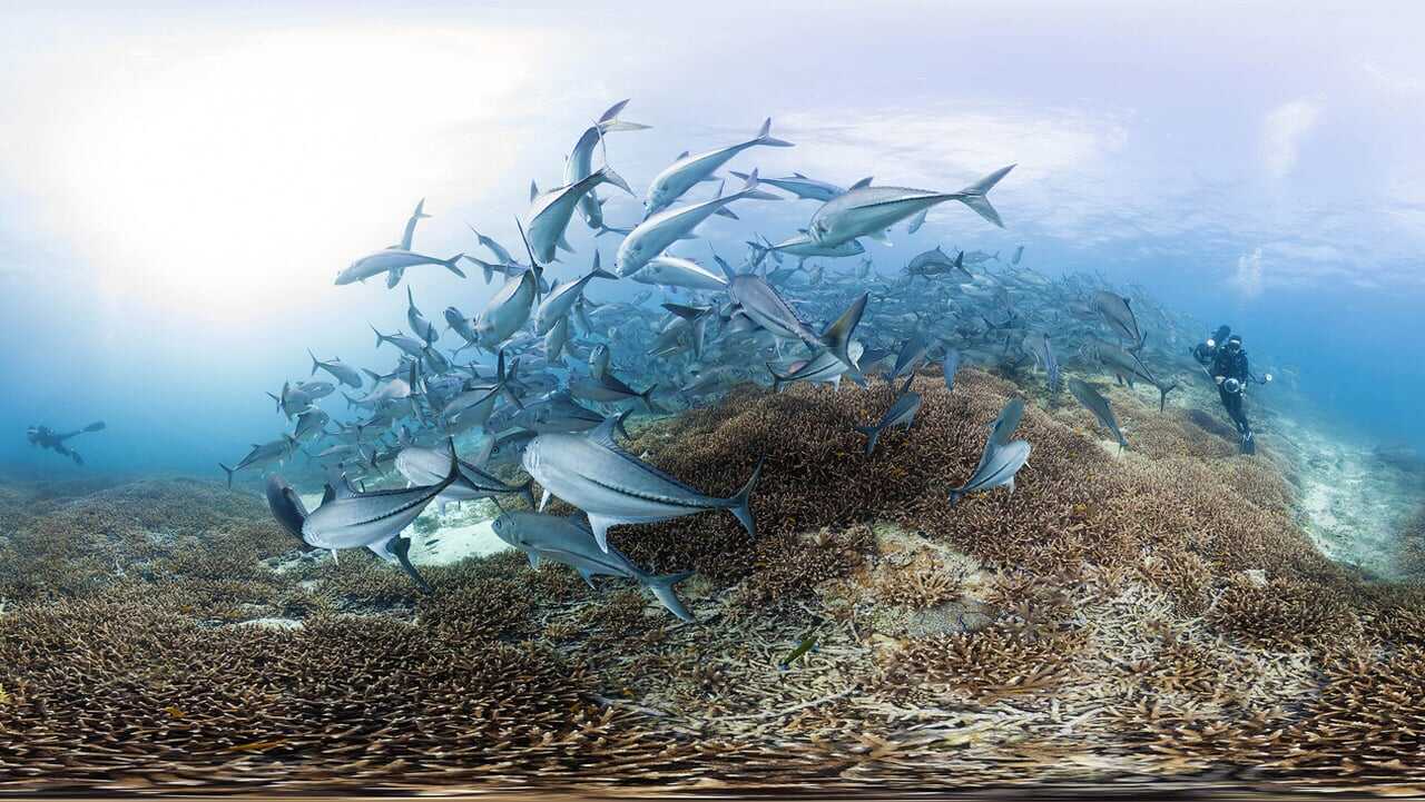 En busca del coral 0