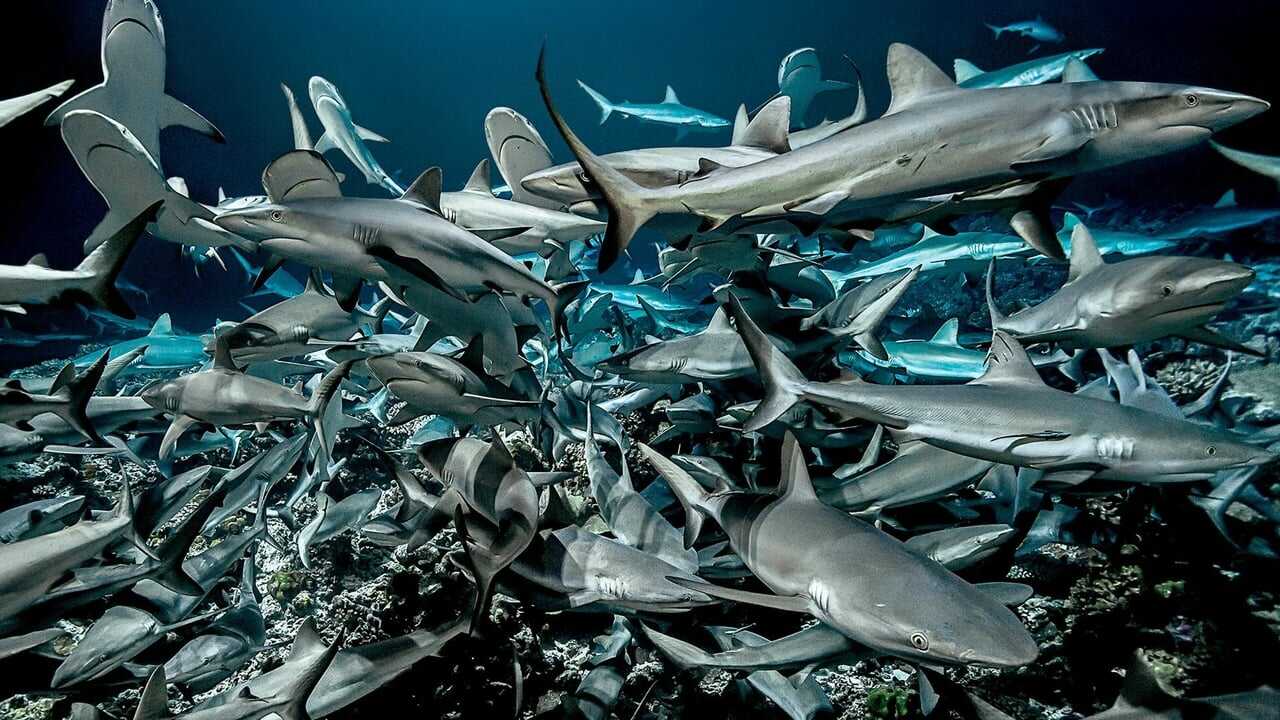 700 Requins Dans la Nuit 0