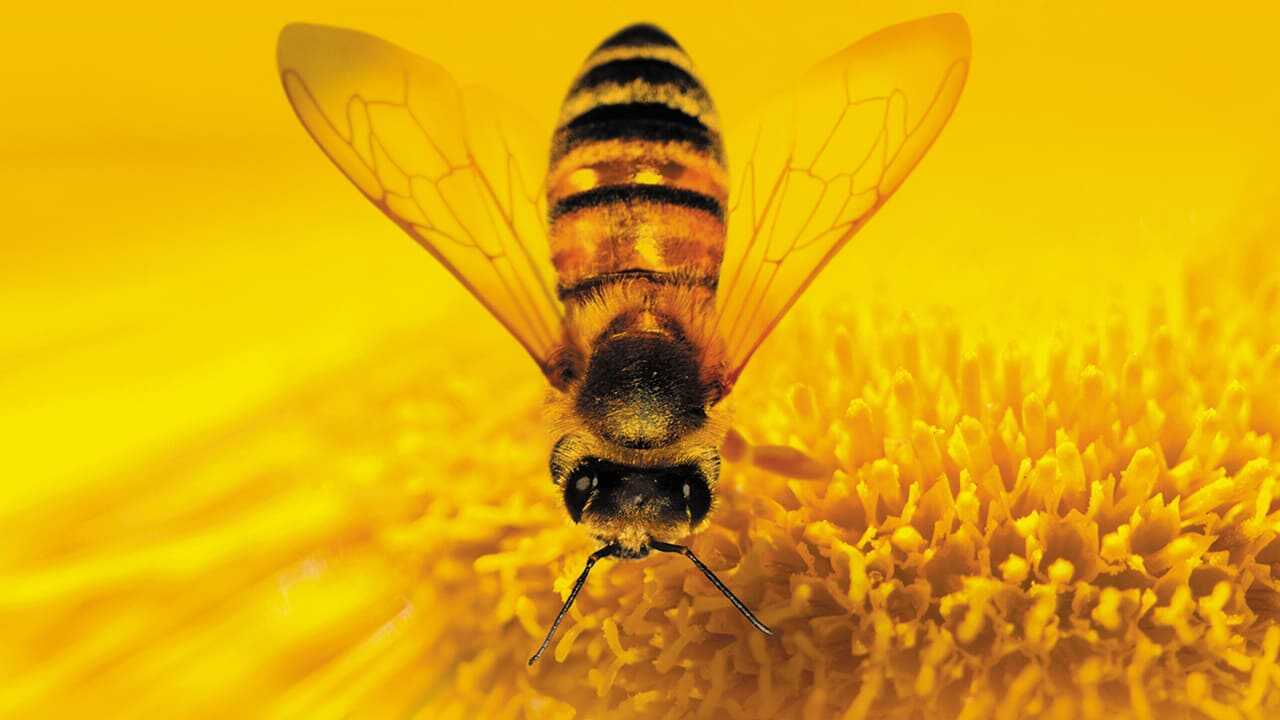 More Than Honey 0