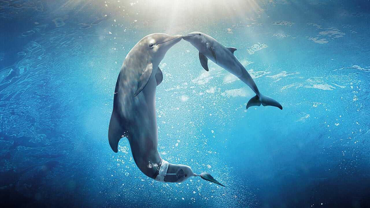 Dolphin Tale 2 0