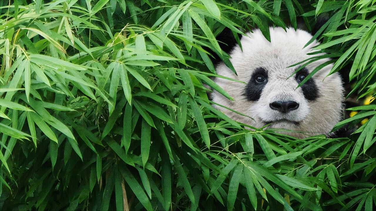 Pandas 0