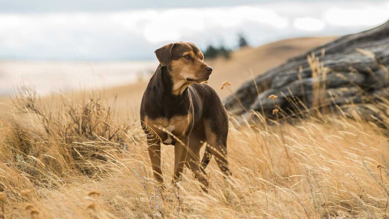 A Dog's Way Home 0