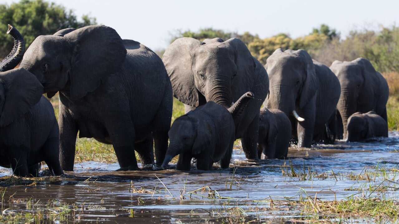 Elephant 0