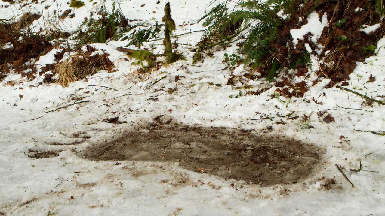 Bigfoot 0