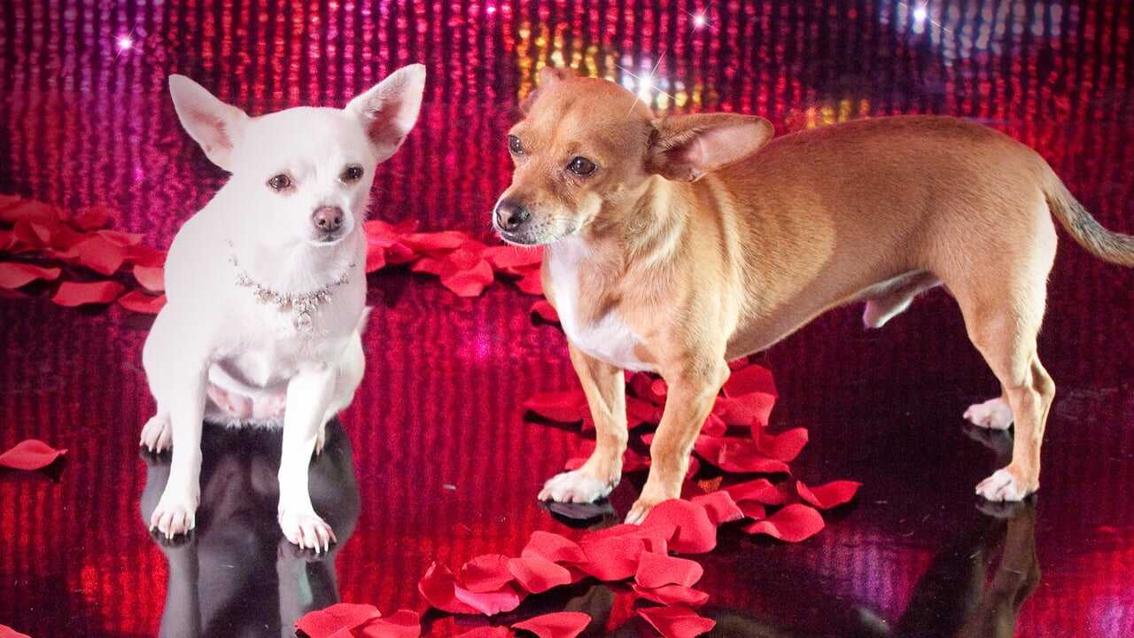 Beverly Hills Chihuahua 2 0