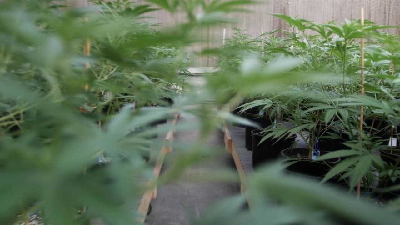 The God Plant 0