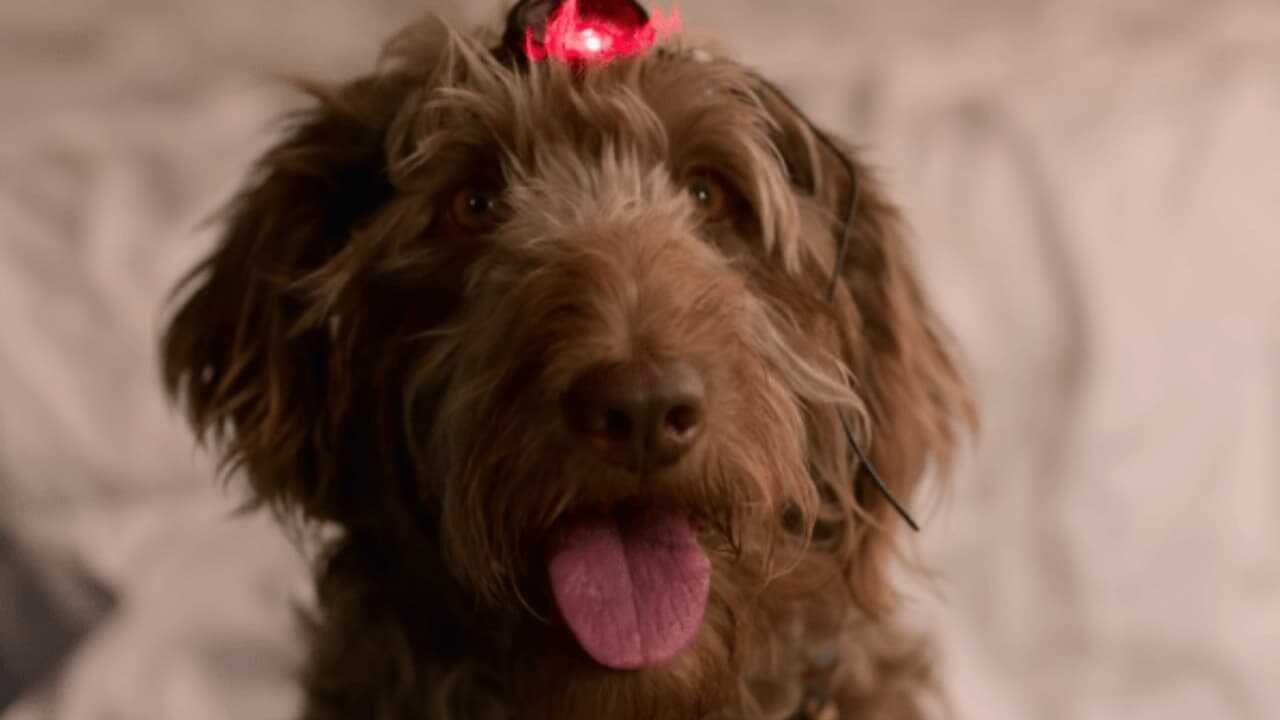 Think Like a Dog 0