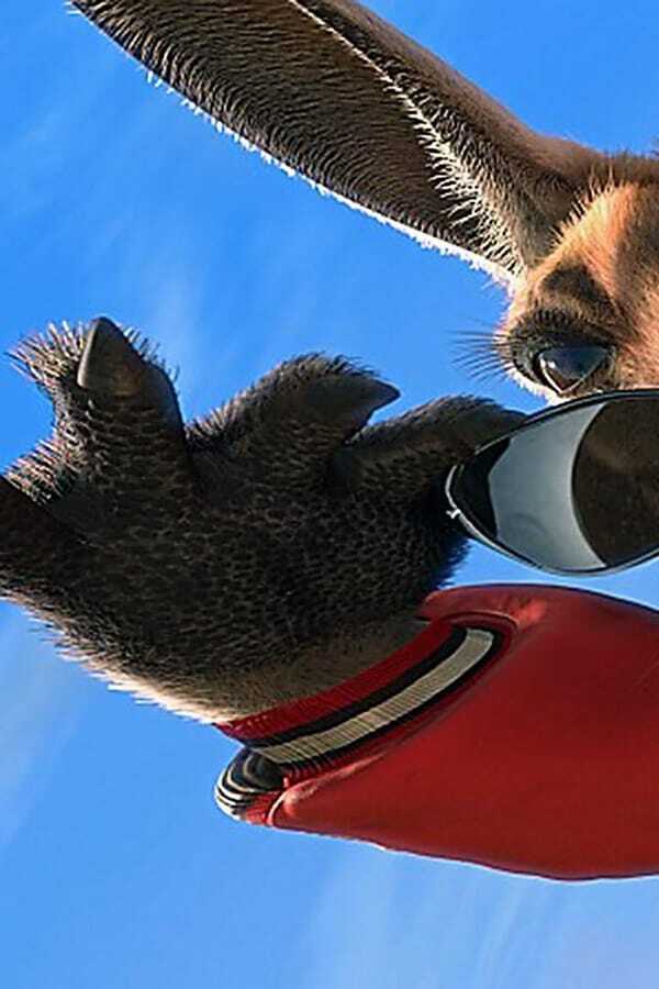 Kangaroo Jack 0