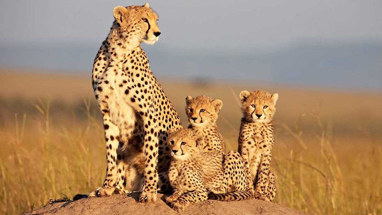 African Cats 0