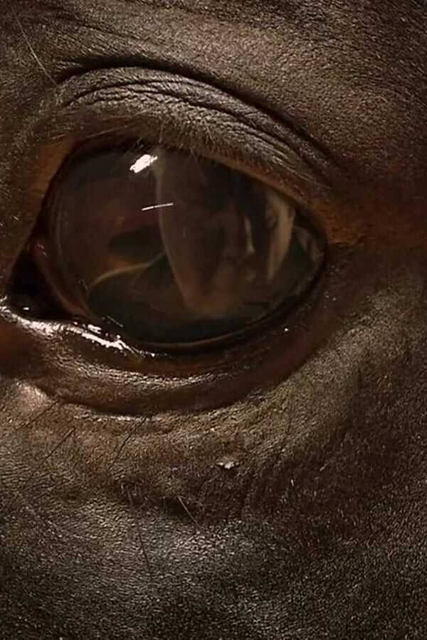 Orphan Horse 0
