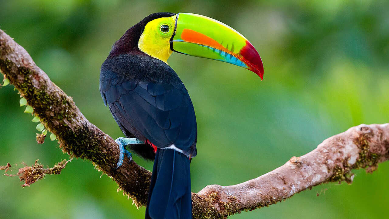 The Wildlife of Costa Rica (2018) 0