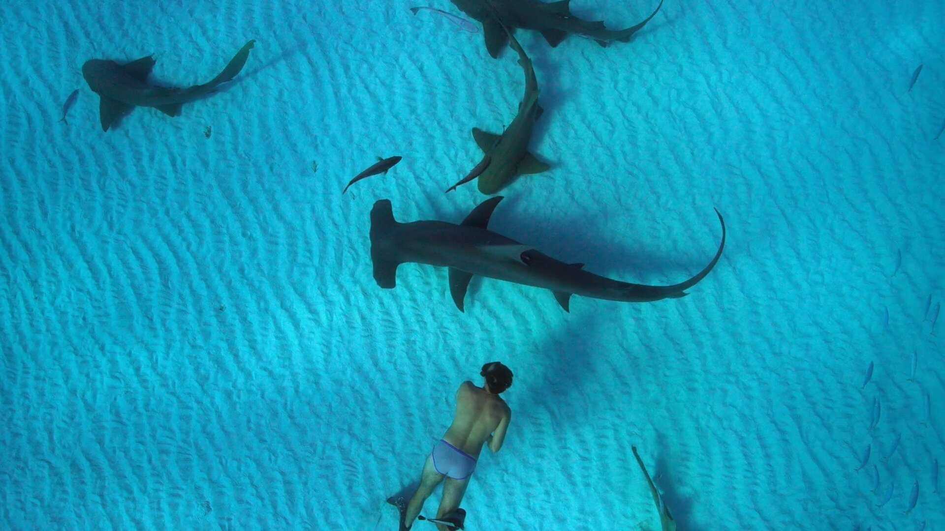 Sharkwater Extinction (2018) 0