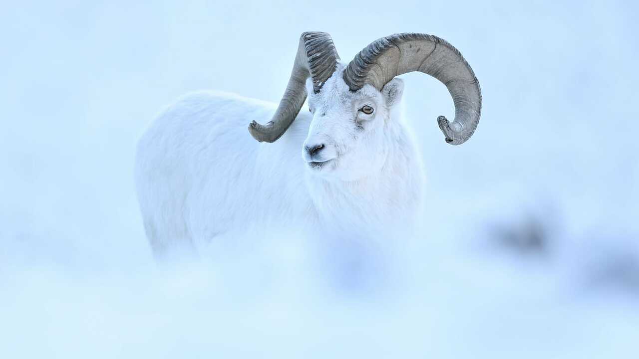 Yukon : Un rêve blanc (2022) 0
