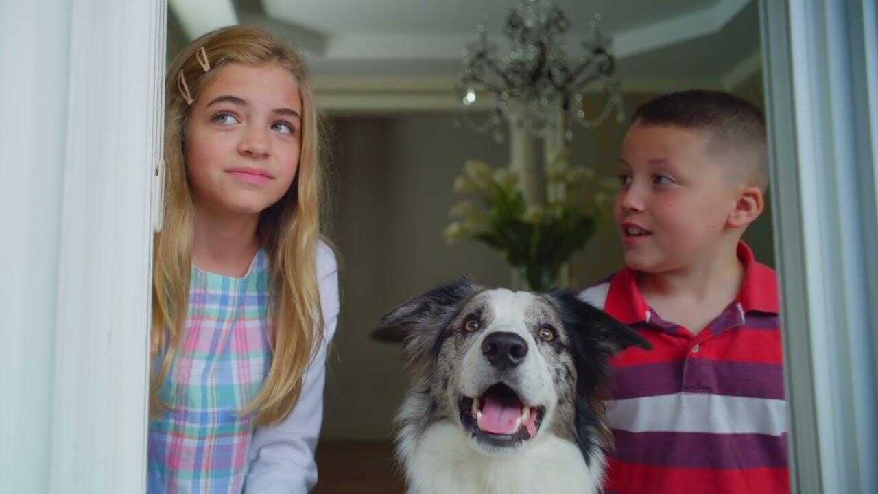 Die Hunde-Gang - Helden auf vier Pfoten (2022) 0