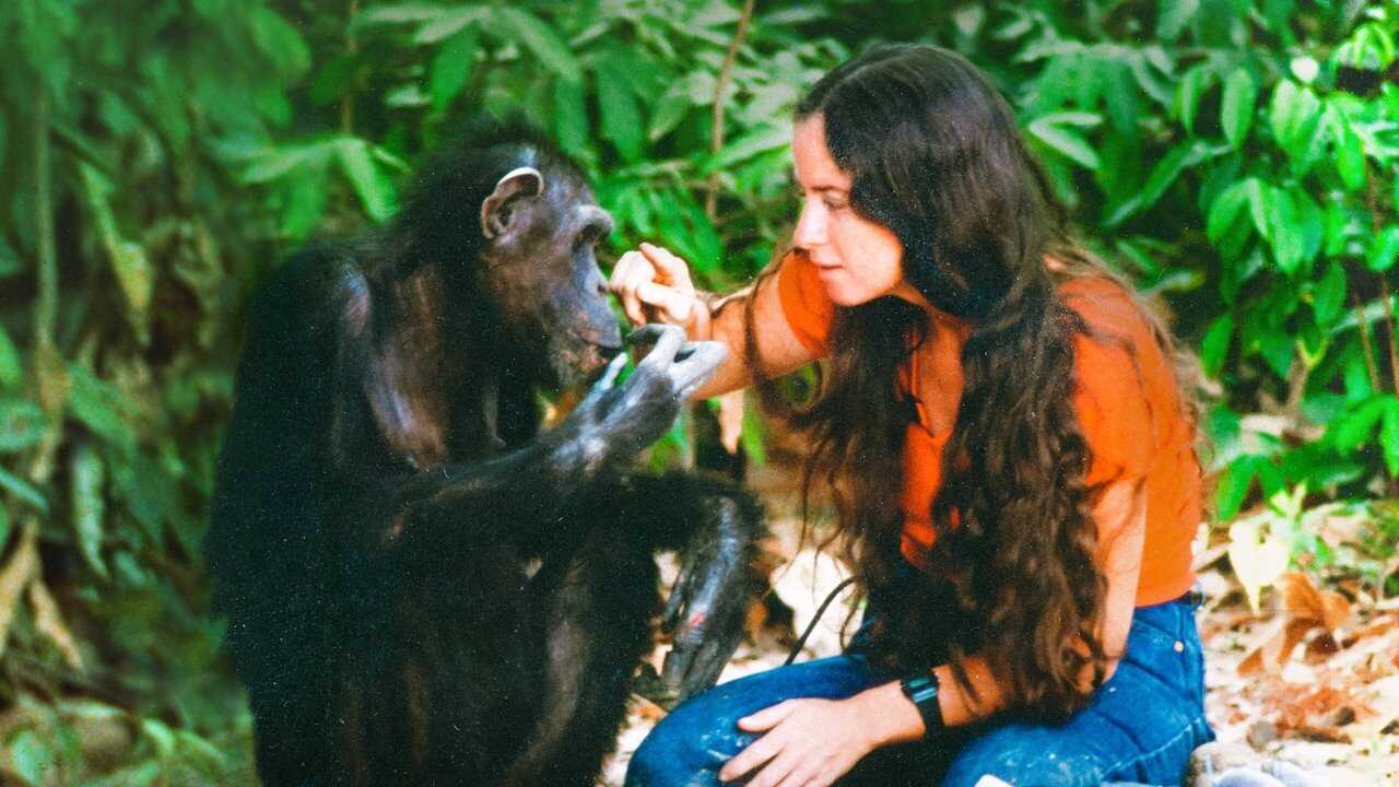 Lucy the Human Chimp 0