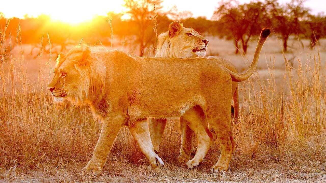 Lion Spy 0