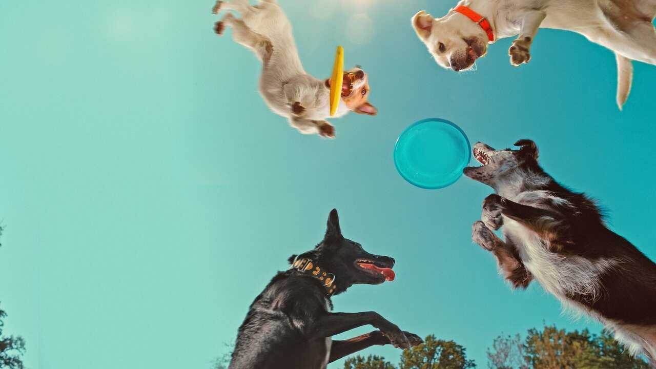 Inside the Mind of a Dog (2024) 0