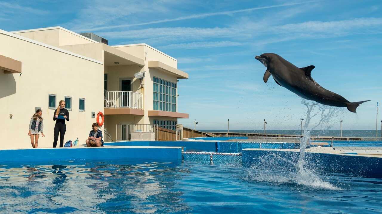 Bernie the Dolphin 0