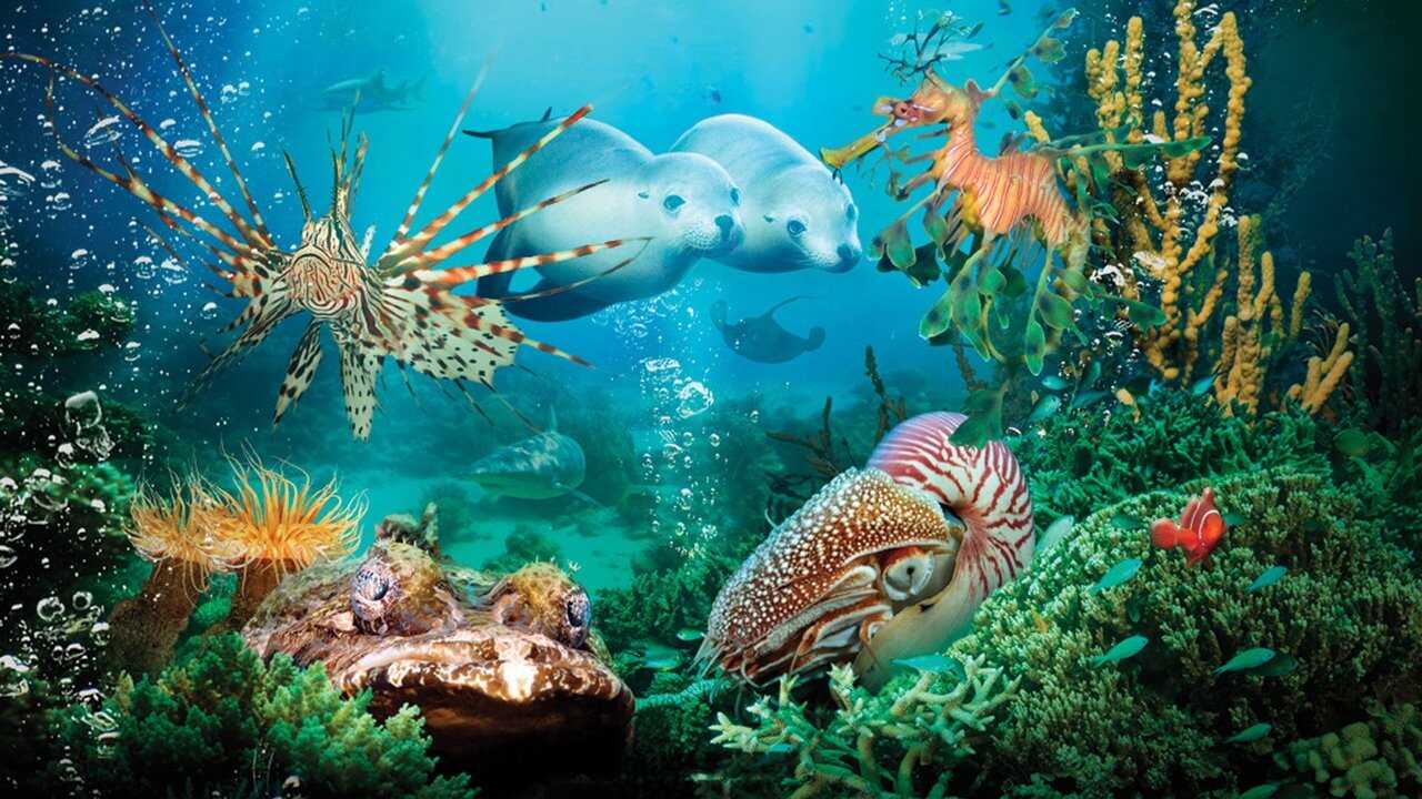 Under the Sea 3D (2009) 0