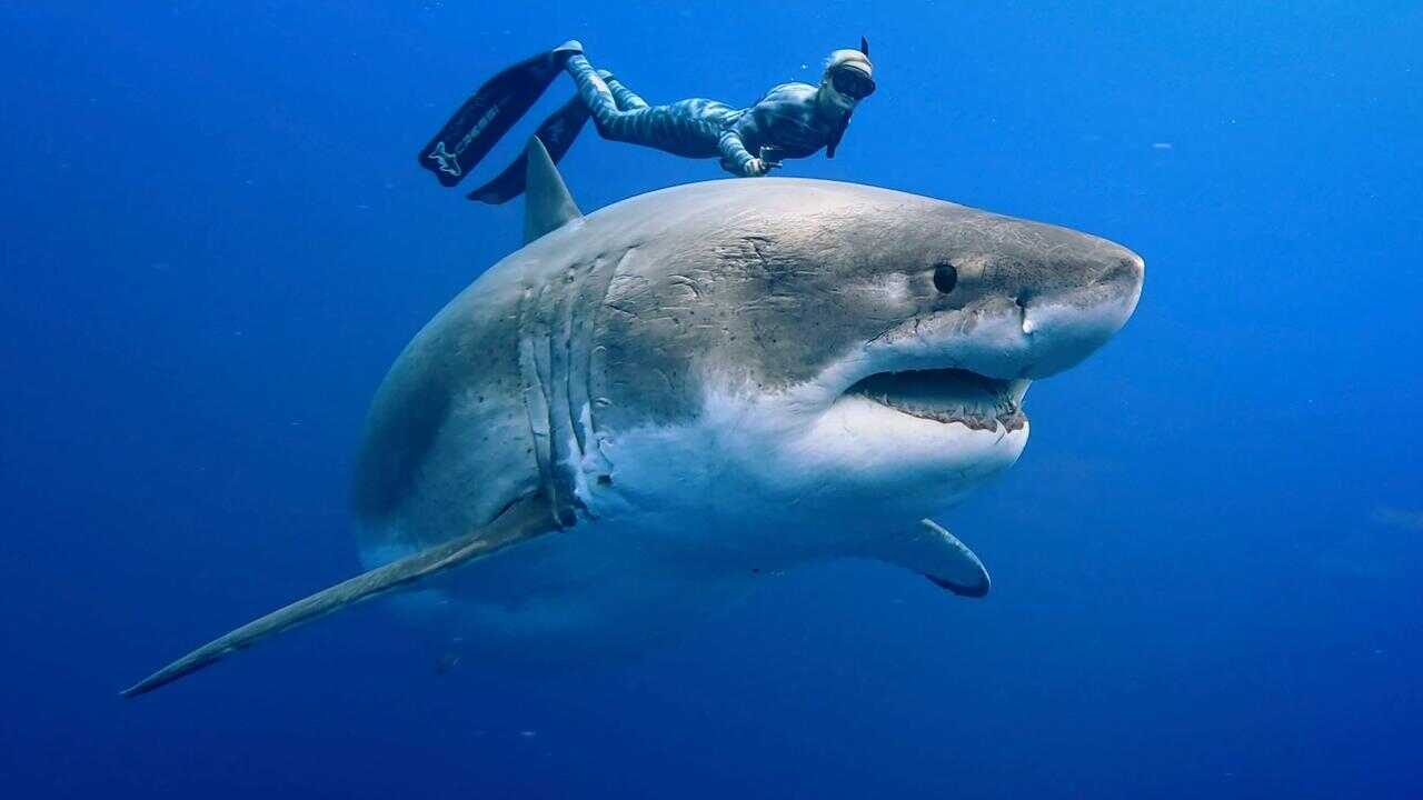 Envoy: Shark Cull 0