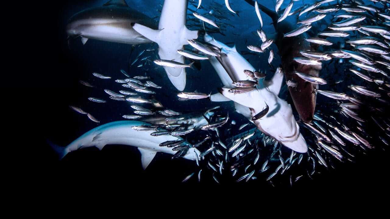 Great Shark Chow Down 0