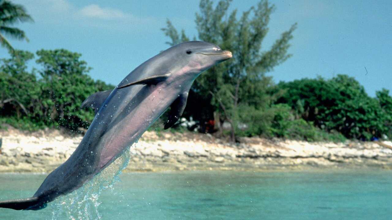 Flipper 0