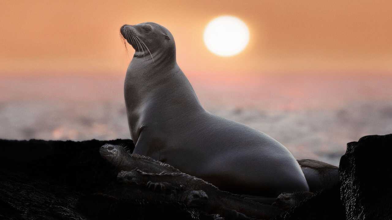 Sea Lions of the Galapagos 0