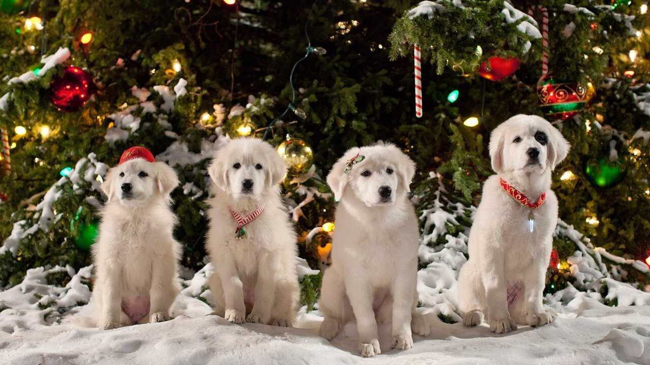 Santa Paws 2: The Santa Pups 0