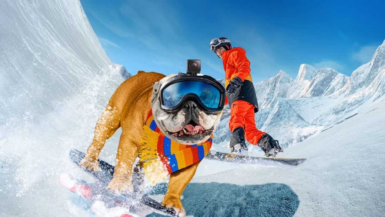 Powder Pup 0
