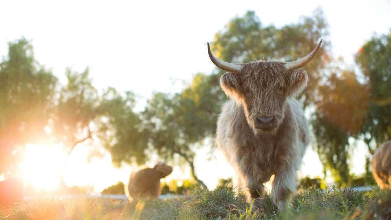 The Biggest Little Farm: The Return 0