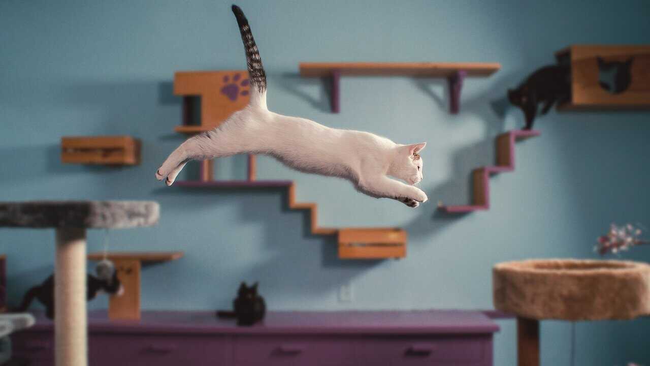 Inside the Mind of a Cat 0