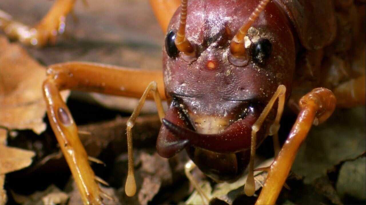 The World's Biggest and Baddest Bugs 0
