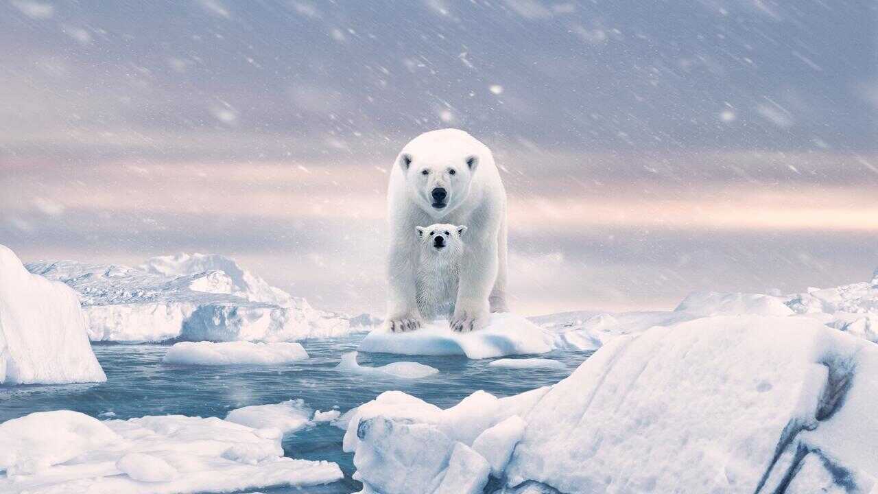 Polar Bear 0