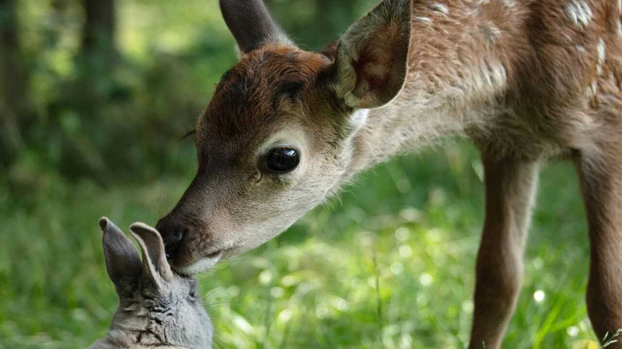 Bambi, l'histoire d'une vie dans les bois (2024) 0